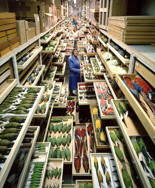 USNM Bird Collection